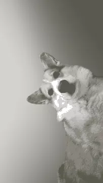 Lande | Vergaderstoel | Tweedehands | Verchroomd sledeframe | Zwart gestoffeerd | Met armleggers | VS366 (3)